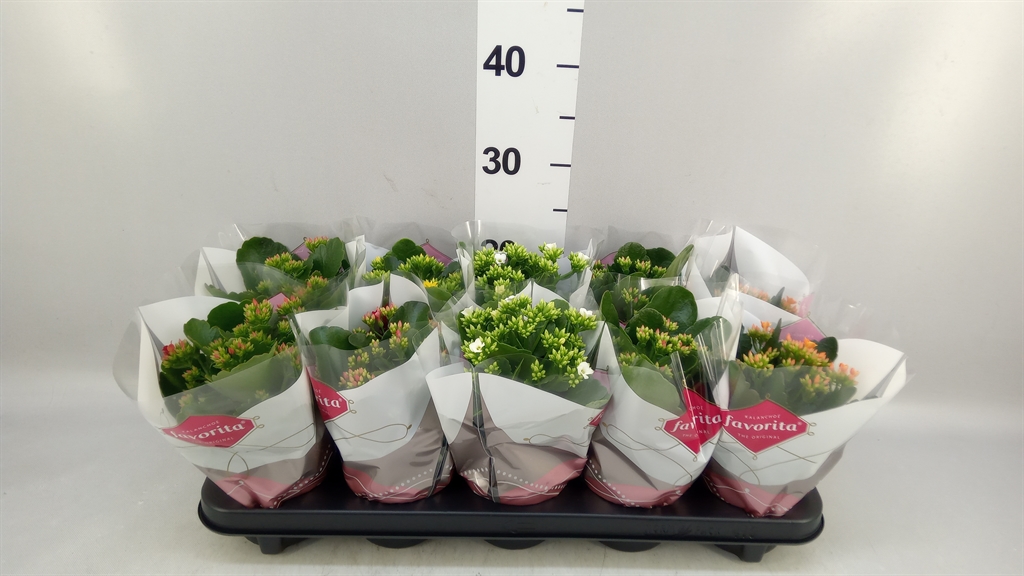 Kalanchoe Single Mix 6 Colours 10Ø 22cm