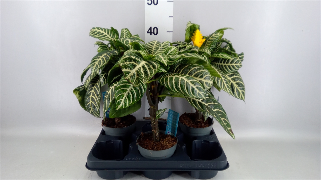 Aphelandra Squarrosa 13Ø 35cm