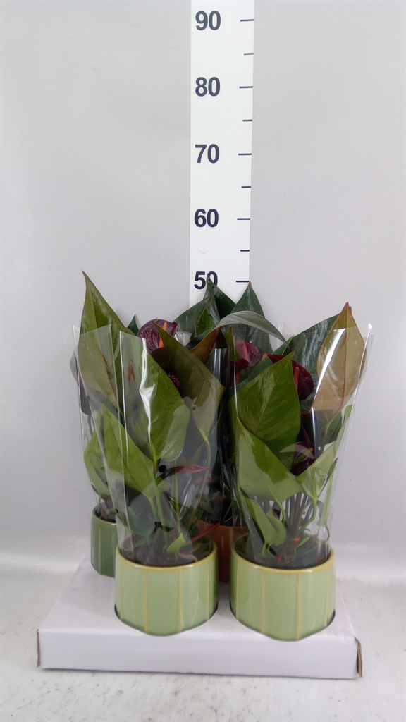 Anthurium Banderola Lava 12Ø 45cm