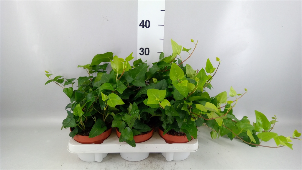 Hedera Helix Mein Herz 13Ø 30cm