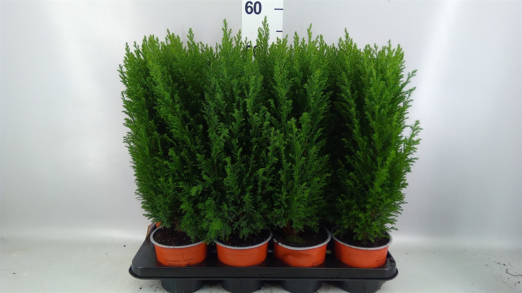 Chamaecyparis Ellwoodii 13Ø 48cm