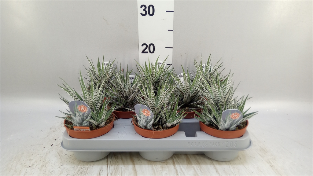 Haworthia Alba 10Ø 16cm