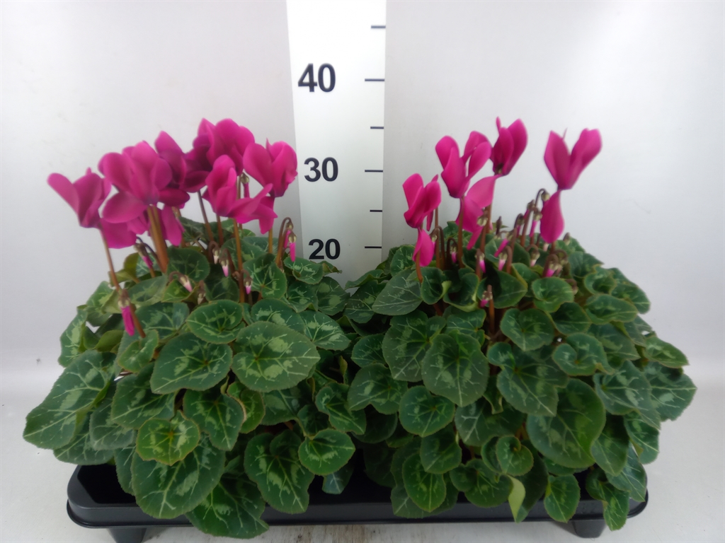 Cyclamen Super Serie Xl 15Ø 36cm