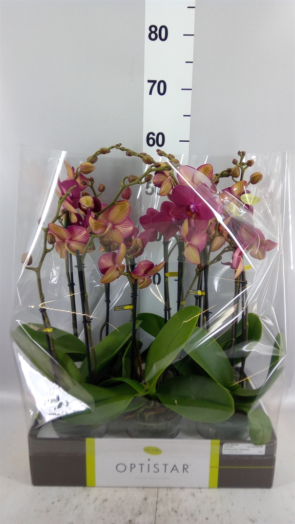 Phal Ov Rood 12Ø 60cm