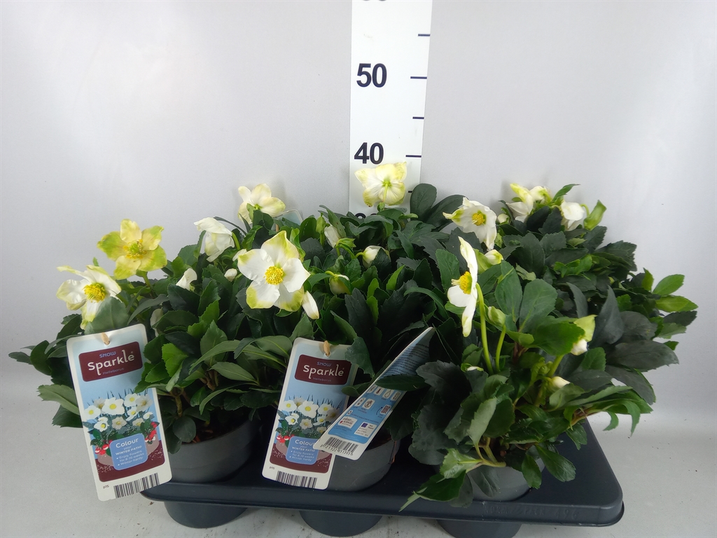 Helleborus Niger 15Ø 30cm