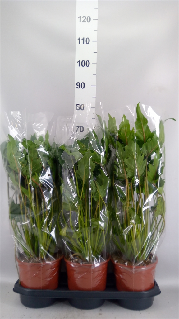 Philodendron Xanadu 19Ø 55cm