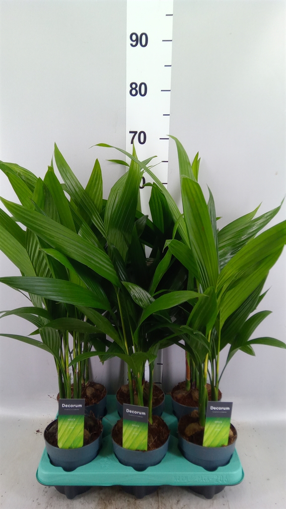 Areca Catechu 12Ø 50cm