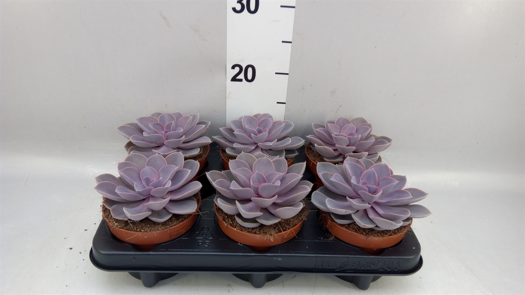 Echev Purple Pearl 12Ø 15cm