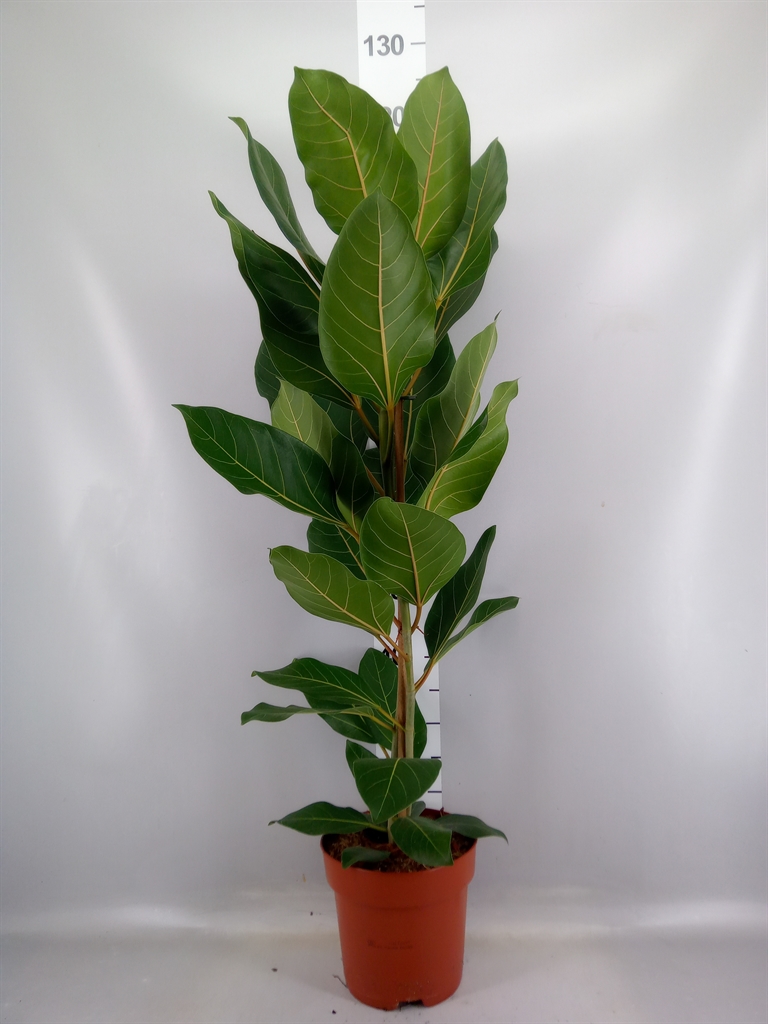Ficus Benghalensis Joy 21Ø 110cm