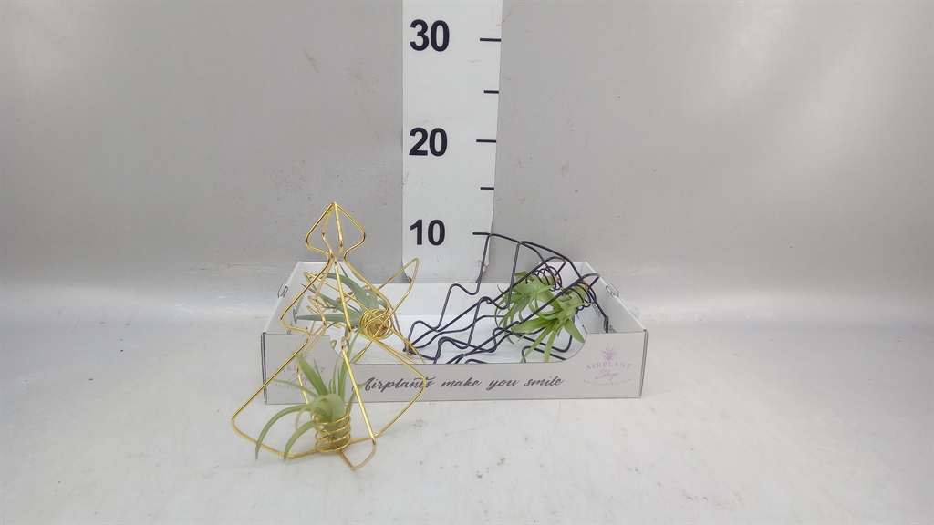 Tillandsia