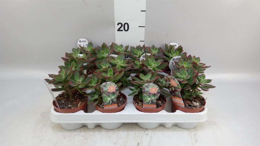 Echeveria Devotion 8Ø 14cm