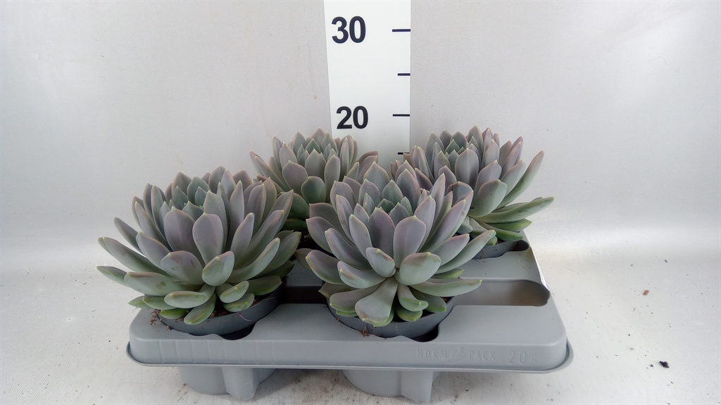 Pachyphytum Draco 13Ø