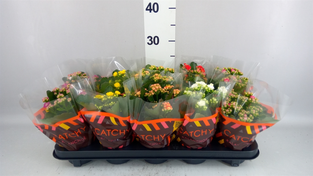 Kalanchoe Double Mix 10Ø 23cm