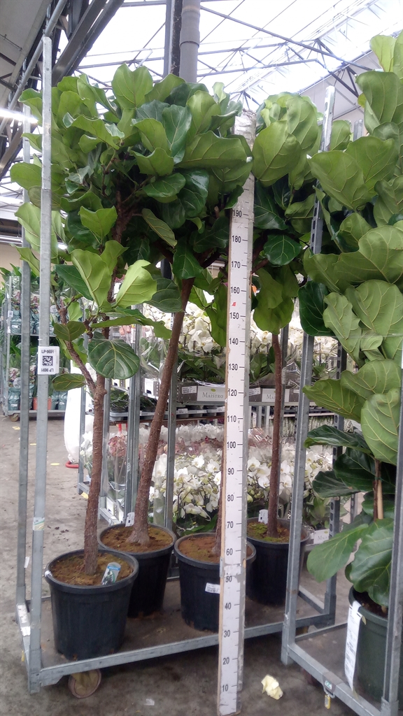 Ficus Lyrata 37Ø 220cm