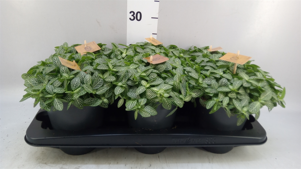 Fitt Verschaffeltii 15Ø 25cm