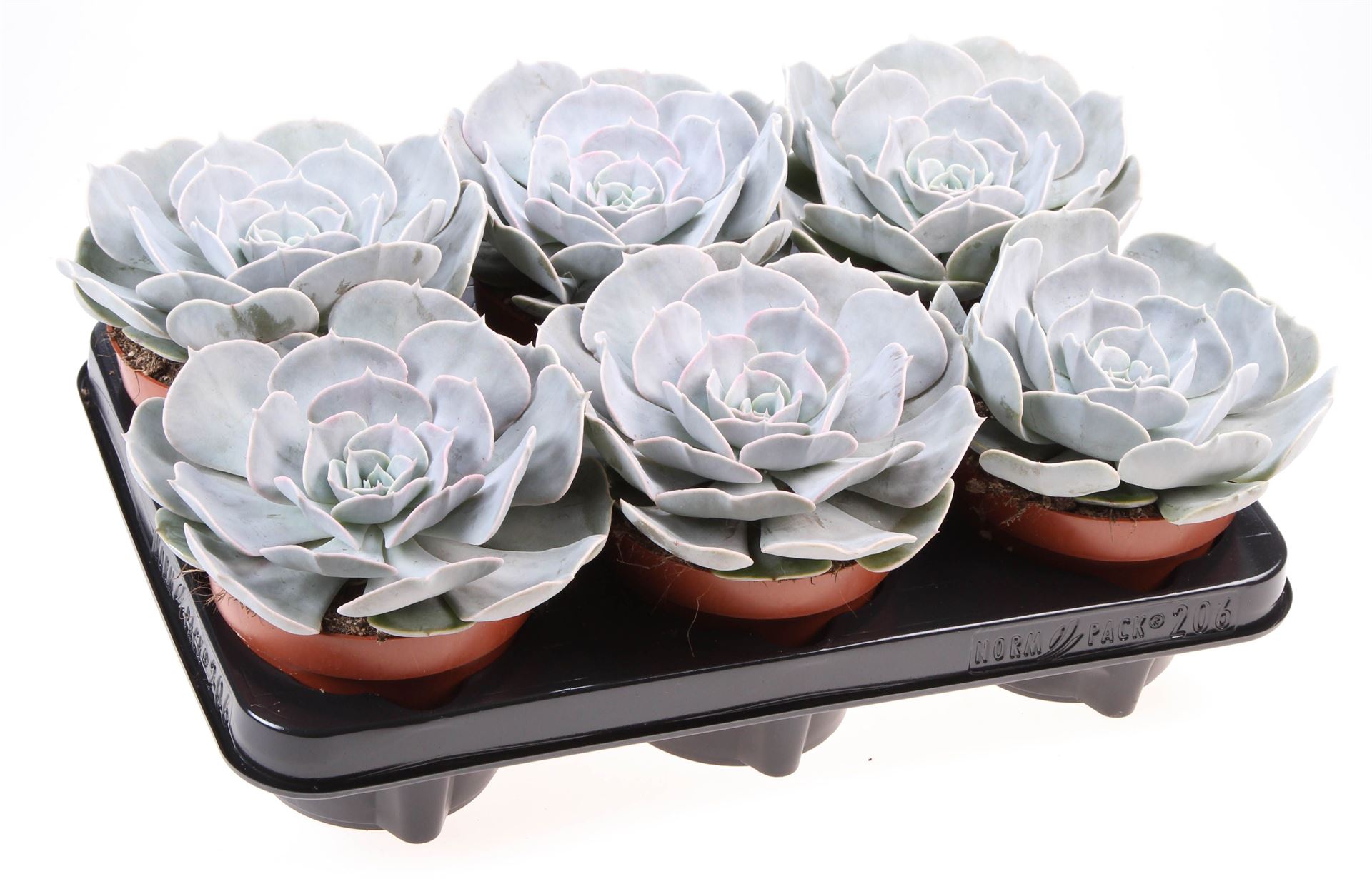Echeveria Pollux 12Ø 15cm