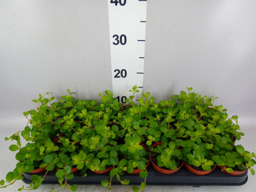 Pep Rotundifolia 508Ø 12cm