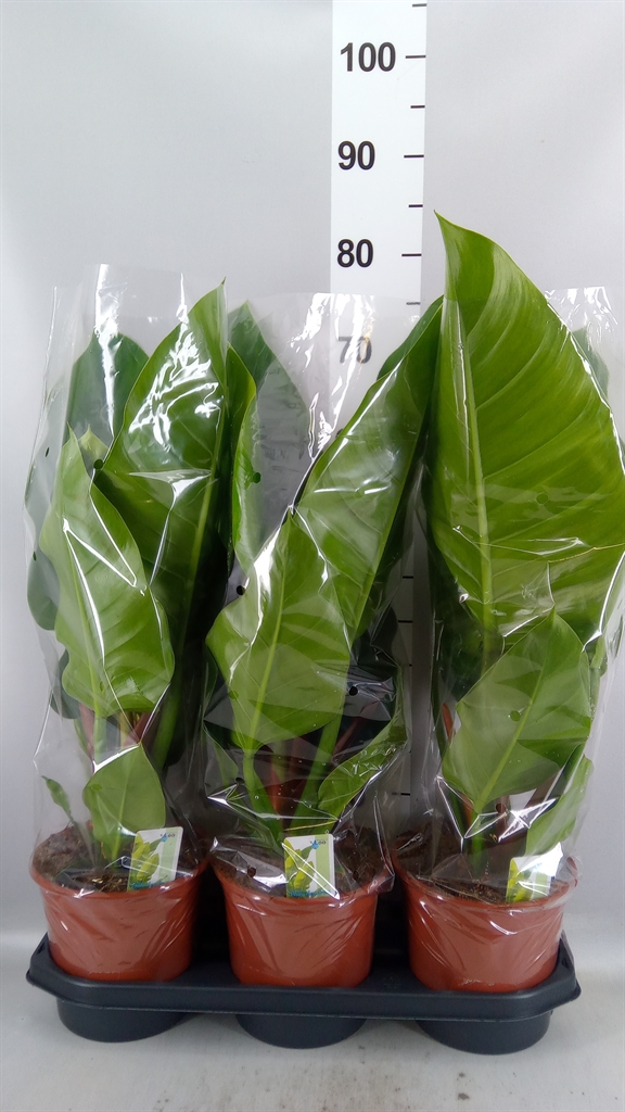 Phil Imperial Green 19Ø 55cm