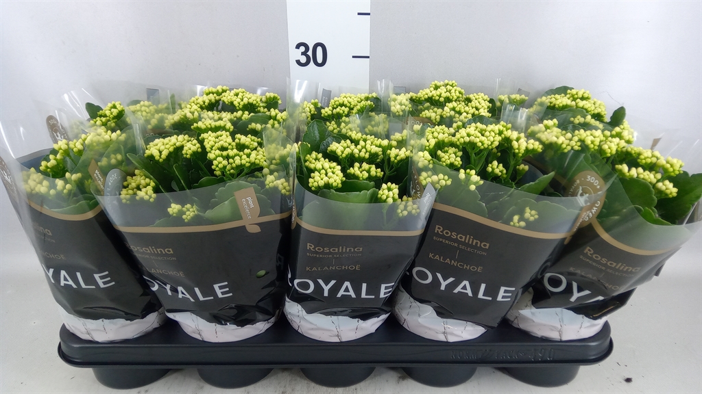 Kalanchoe Double Rosalina Don Dione 12Ø 27cm