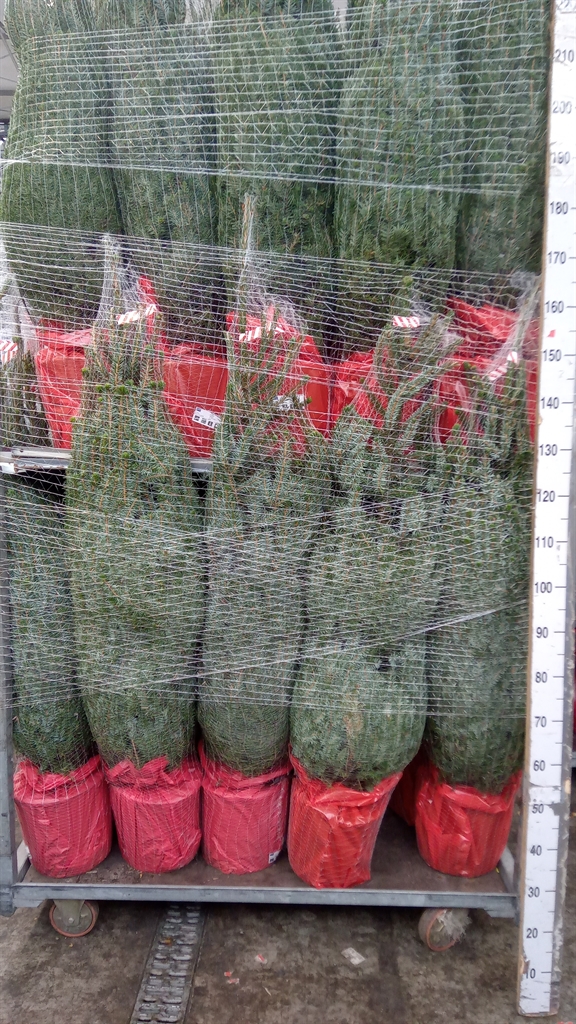 Picea Omorika 28Ø 120cm