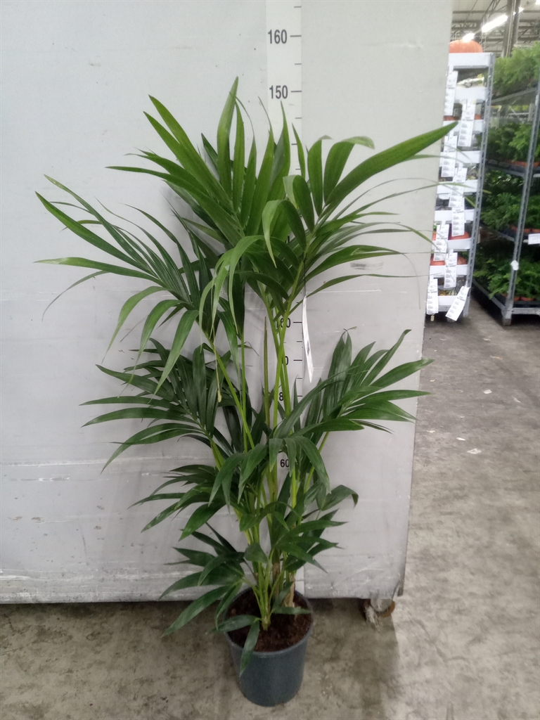 Howea Forsteriana 24Ø 150cm