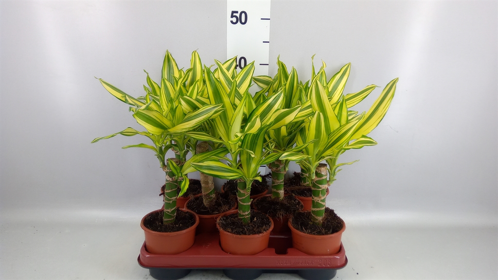 Dracaena Yellow Coast 11Ø 40cm