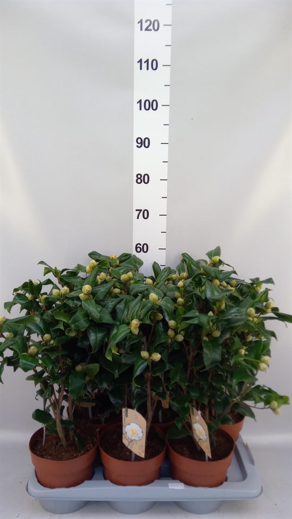 Camellia Japonica Brushfields Yellow 17Ø 55cm