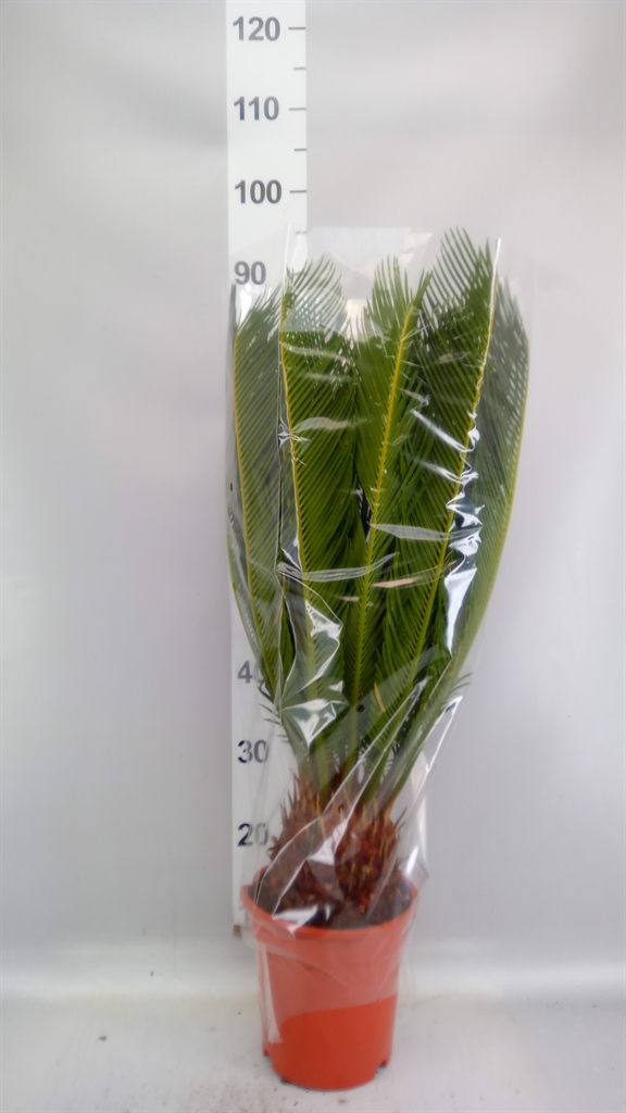Cycas Revoluta 19Ø 80cm