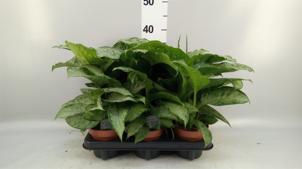 Dieff Memoria Corsii 12Ø 30cm