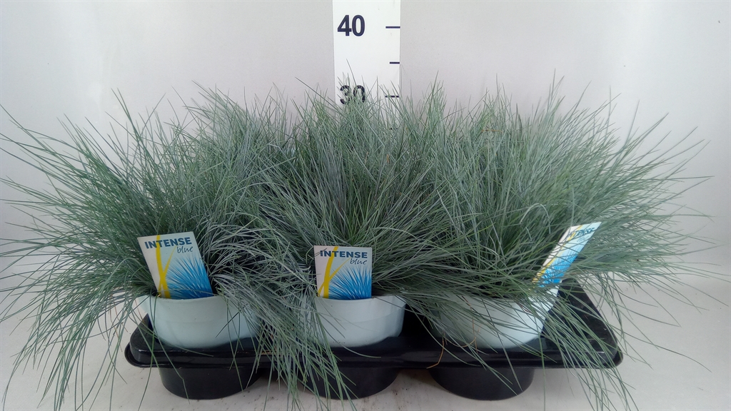 Festuca Intense Blue 17Ø 45cm