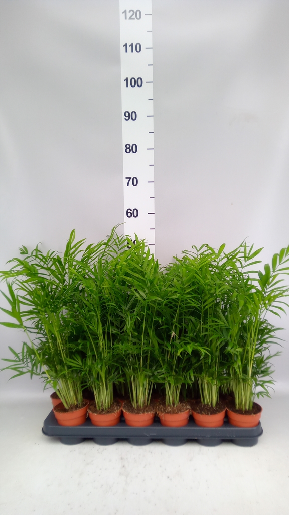 Chamaedorea Elegans 9Ø 40cm