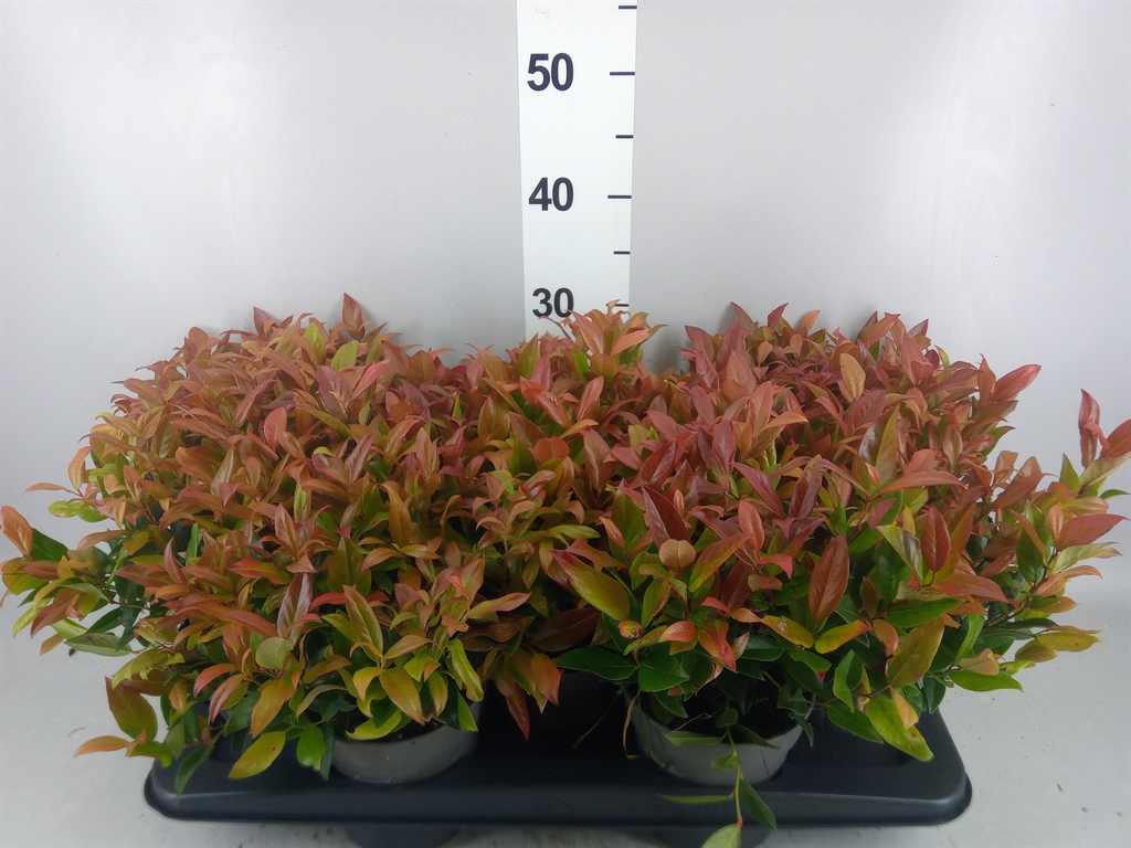 Leucothoe Zeblid 13Ø 30cm