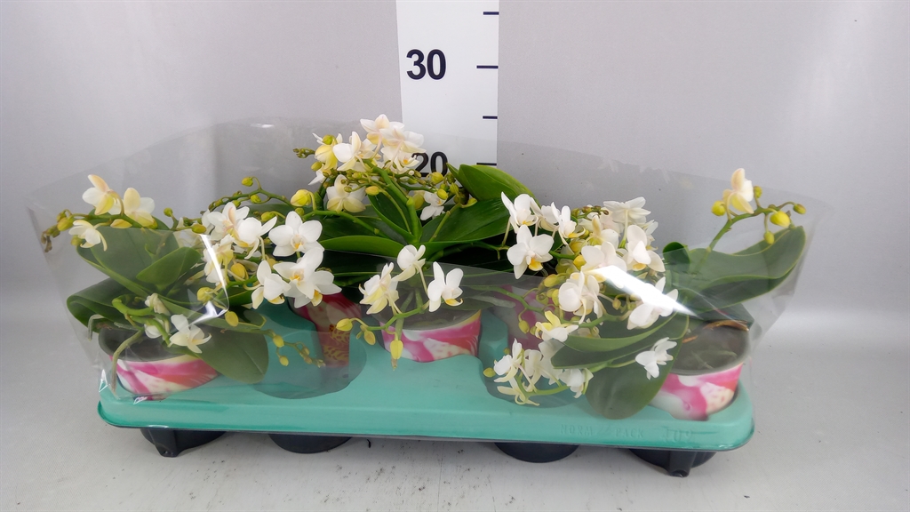 Phalaenopsis Multiflora Nazare 12Ø 25cm 4st