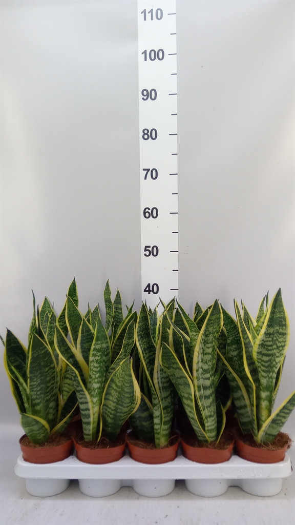 Sansevieria Futura Superba 12Ø 40cm