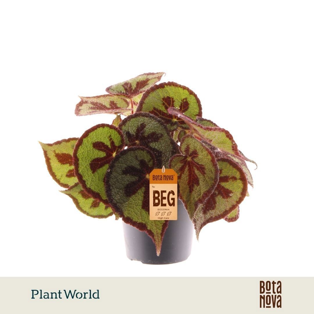 Begonia Leaf Masoniana Mountain 14Ø 30cm