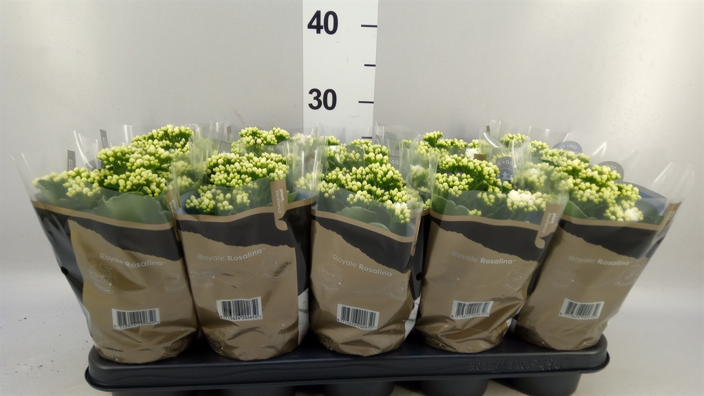 Kalanchoe Double Rosalina Don Dione 12Ø 27cm