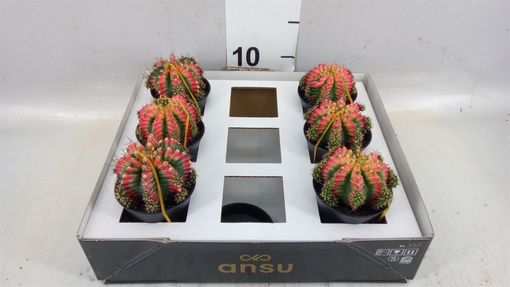 Gymno Japan Gem 507Ø 13cm