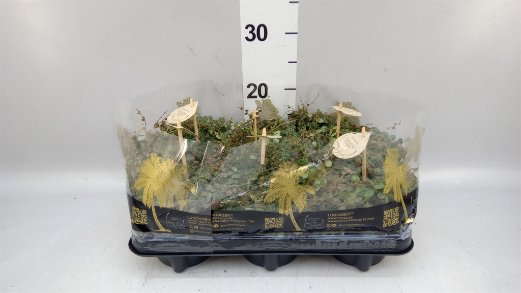 Pep Prostrata 12Ø 20cm