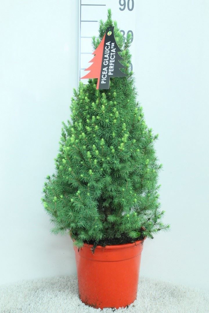 Picea Perfecta 24Ø 95cm