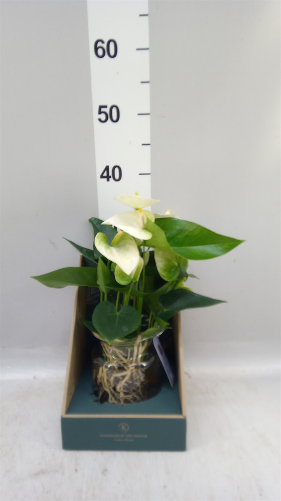 Anthu White Antedesc 12Ø 43cm