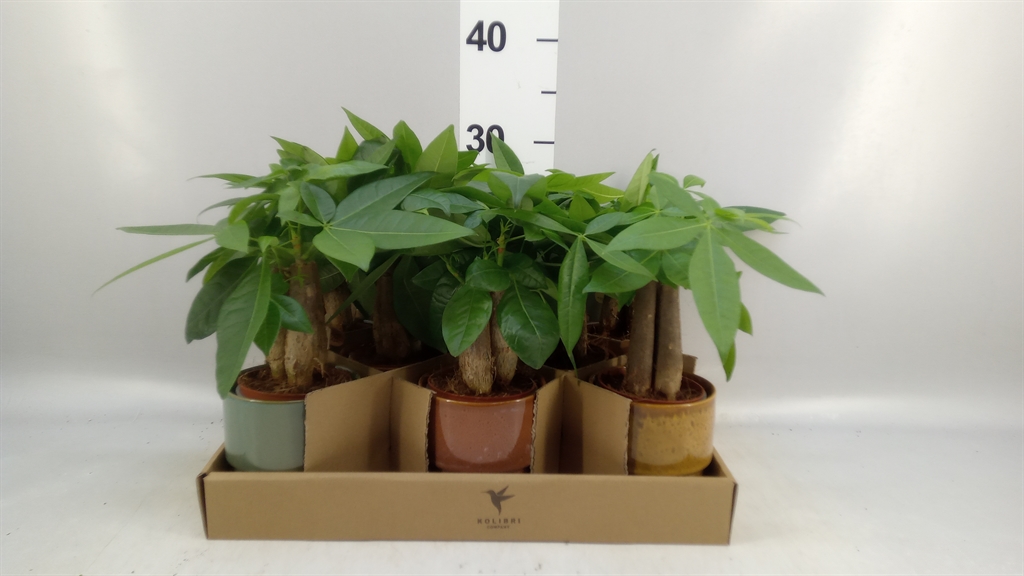Pachira Aquatica 9Ø 32cm