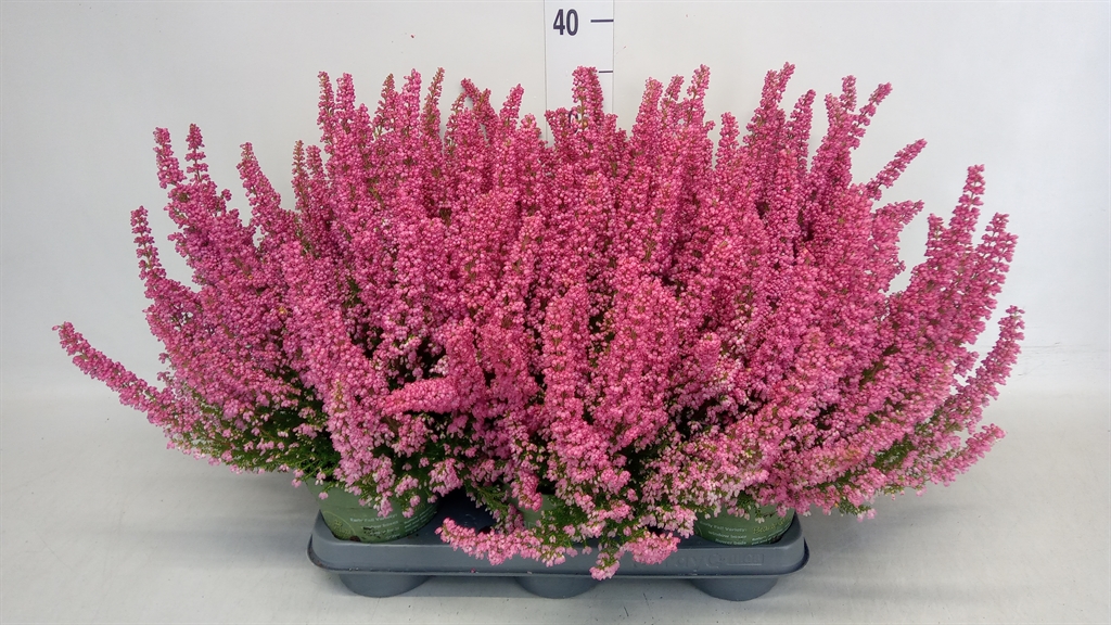 Erica Beauty Queen Margarethe 12Ø 40cm