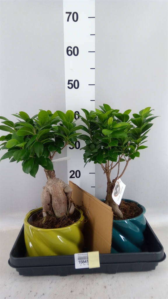 Ficus Microcarpa Ginseng 17Ø 40cm