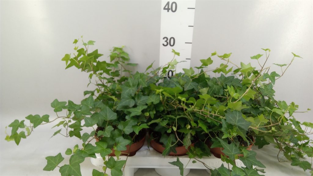 Hedera Helix Pittsburgh 13Ø 30cm
