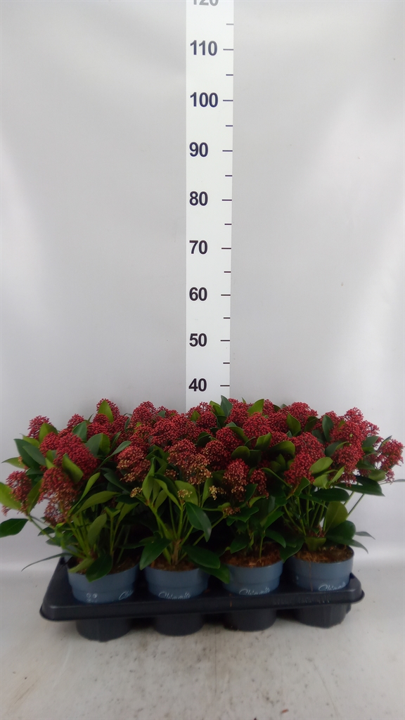 Skimmia Jap Rubella 13Ø 40cm