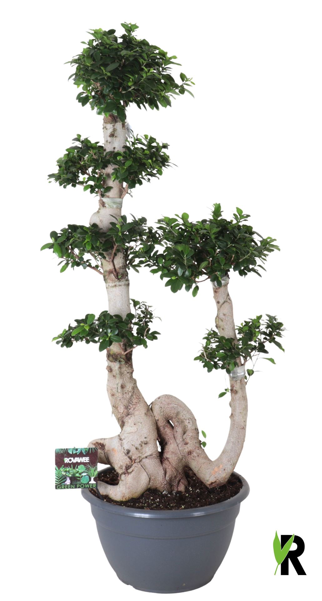 Fic Mi Ginseng 45Ø 170cm