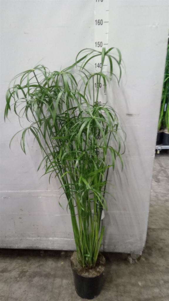 Cyperus Overig 23Ø 130cm