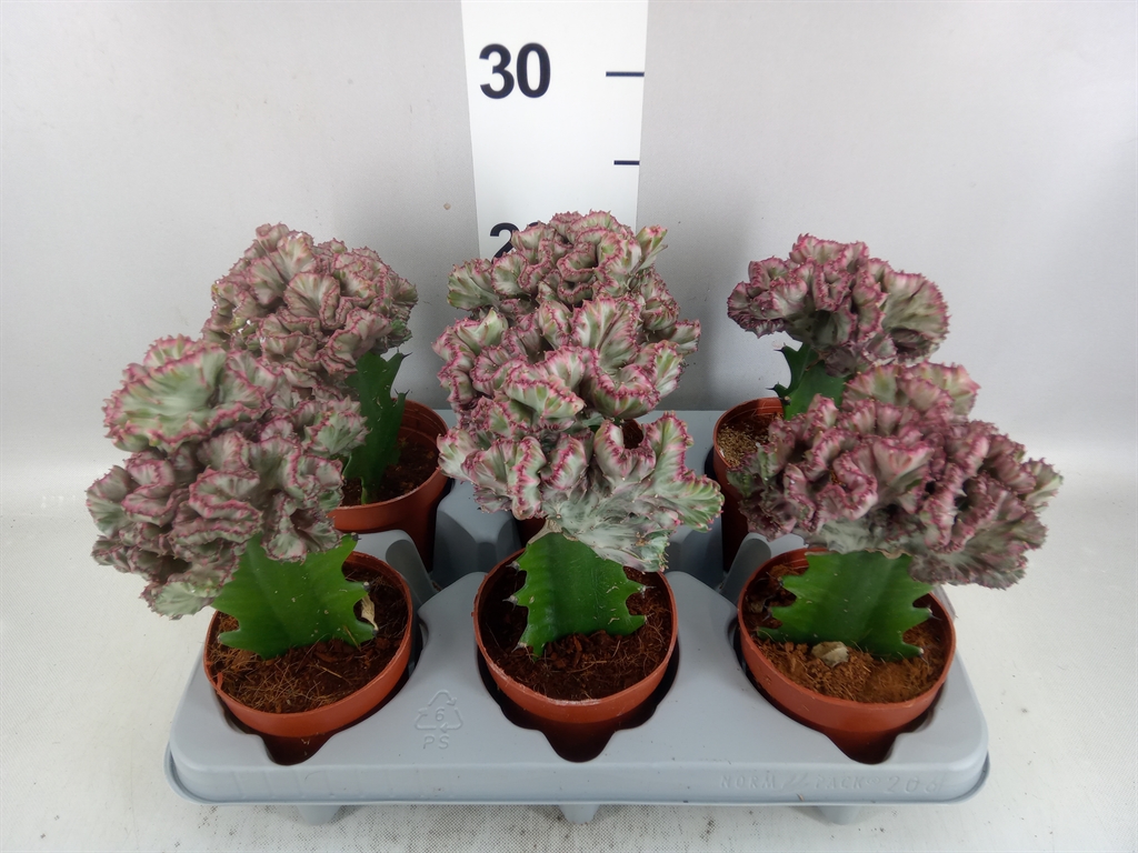 Euphorbia Lactea 10Ø 22cm