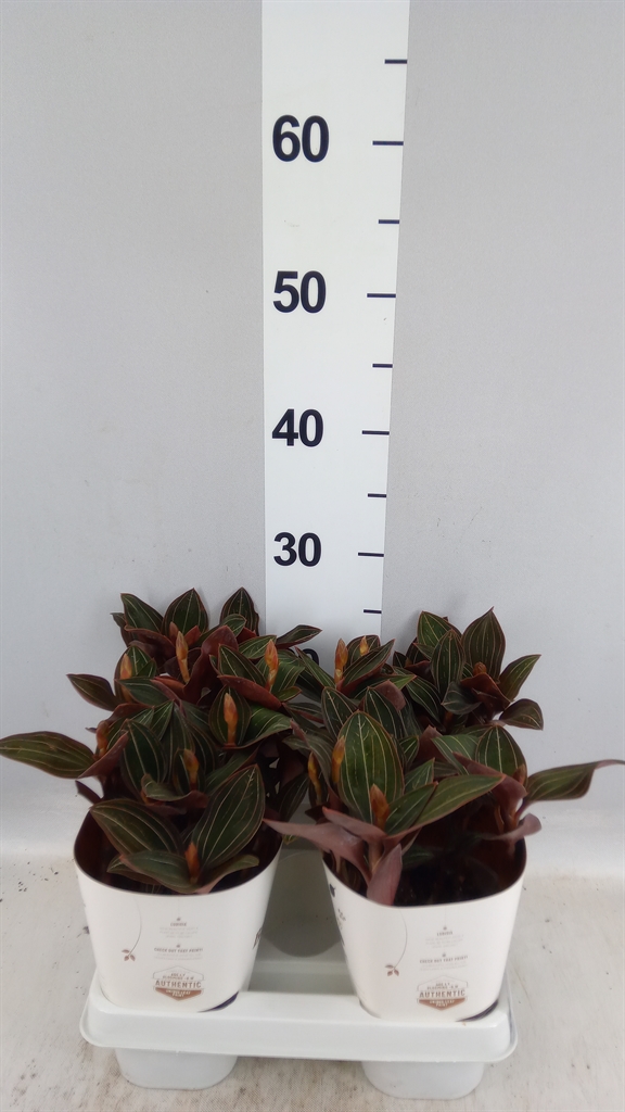 LlUDISIA Discolor