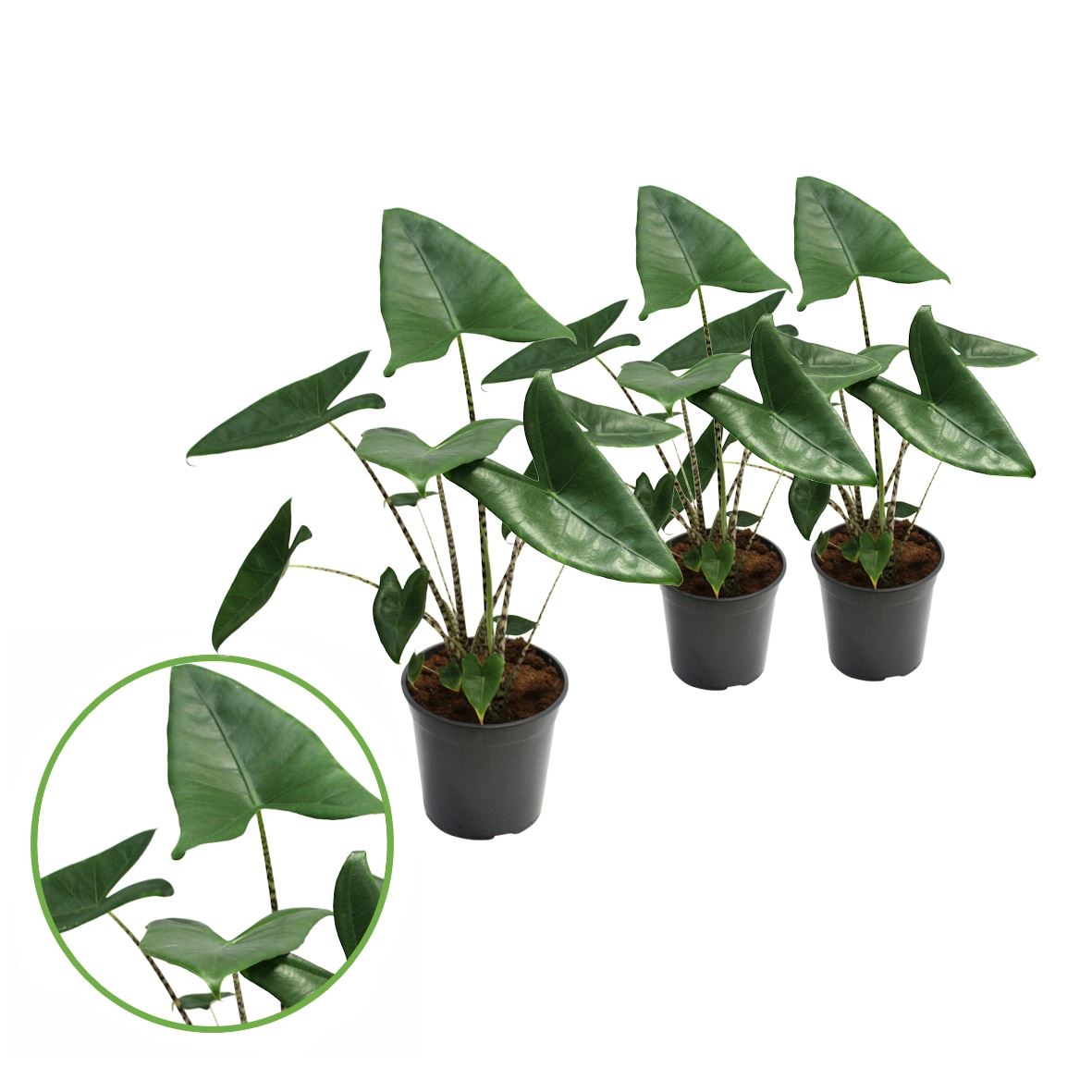 Alocasia Zebrina 21Ø 90cm
